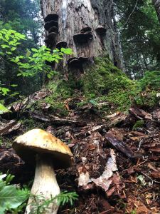 nature - rainier-nature-12.jpg