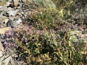 nature - rainier-nature-08.jpg