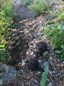 nature - rainier-nature-03.jpg