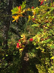 nature - rainier-nature-05.jpg