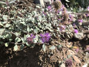 nature - rainier-nature-09.jpg