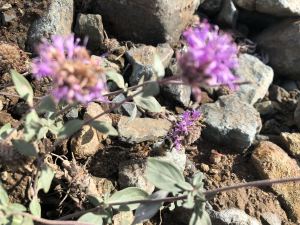 nature - rainier-nature-10.jpg