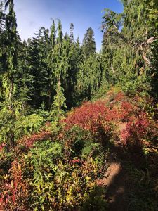 hike - mt-tamanos-091.jpg